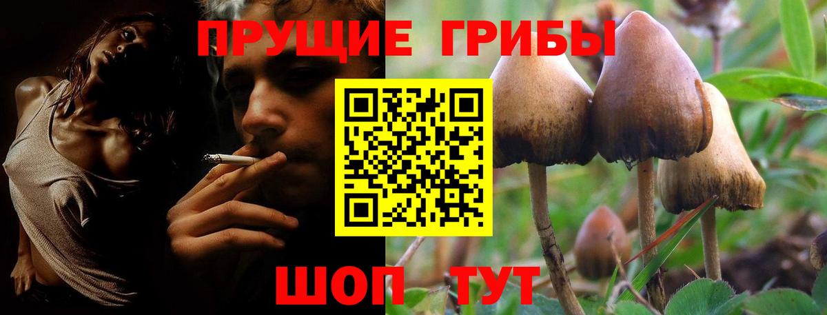 Галлюциногенные грибы Psilocybe Мурино